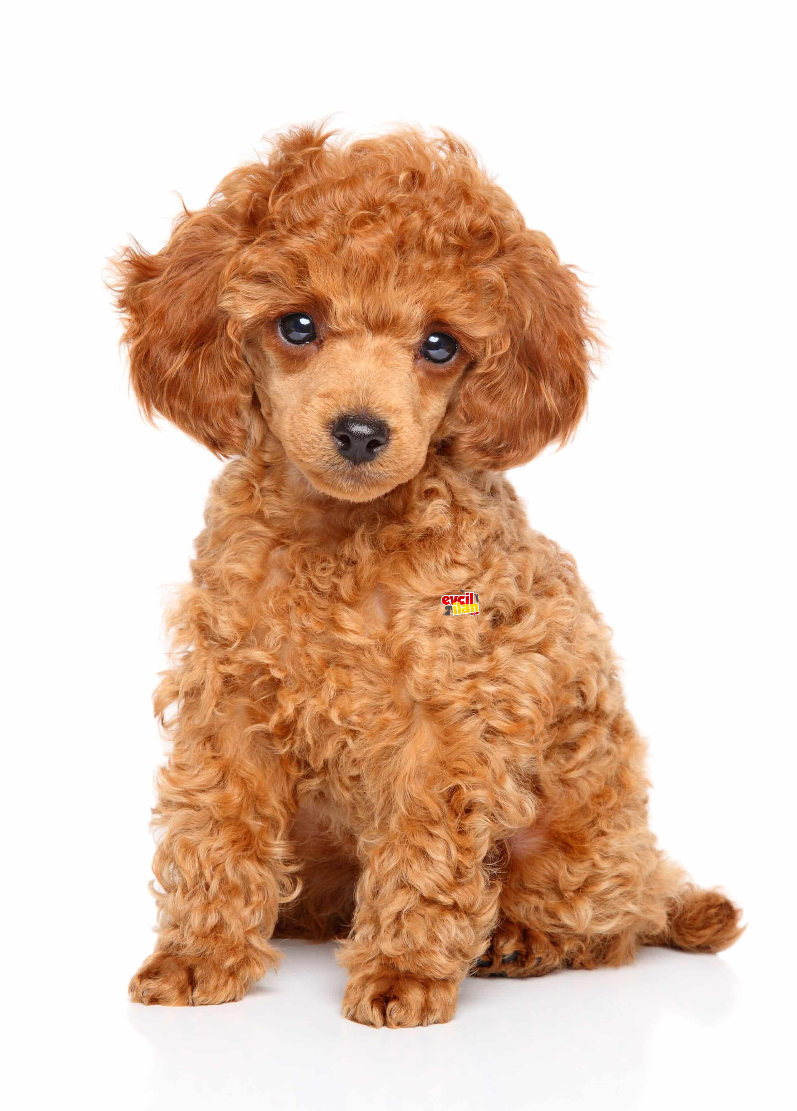 ÇİFTLİKTEN ORİJİNAL TOY POODLE YAVRULARI