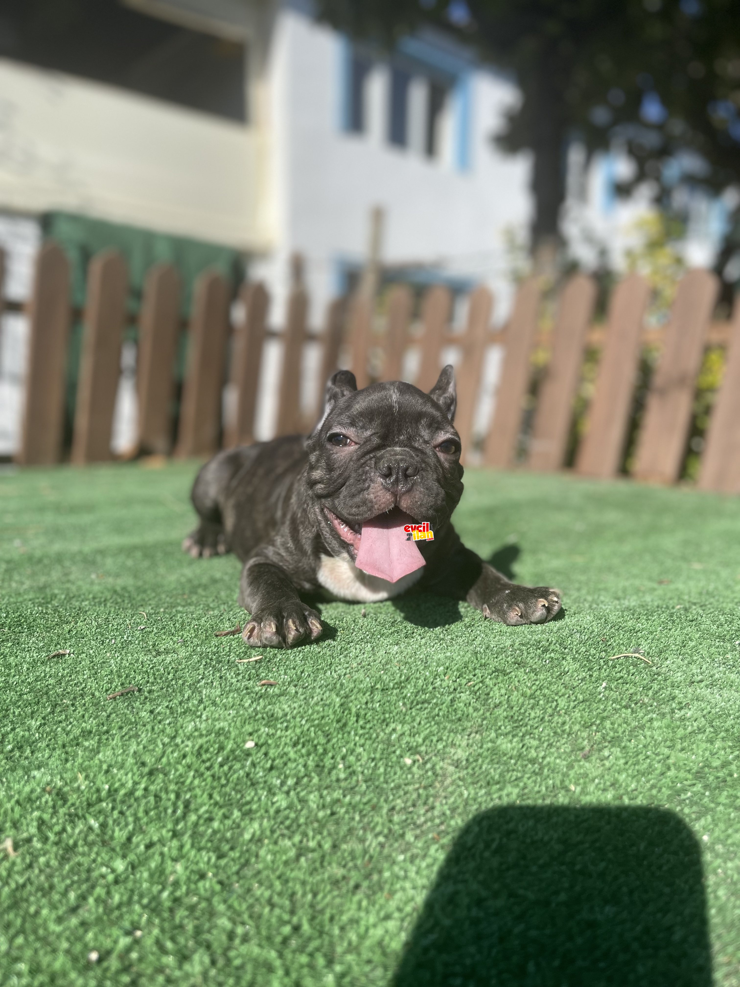 Cikolata Brindle French Bulldog Yavrularimiz