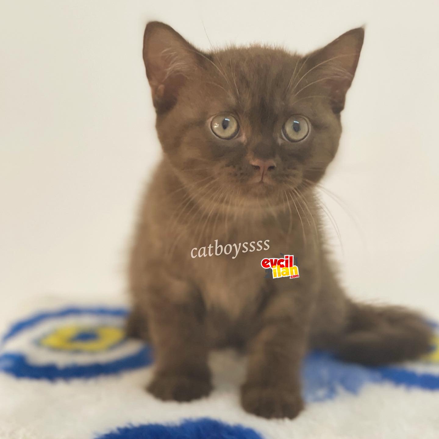 Çikolata british shorthair erkek bebeğimiz