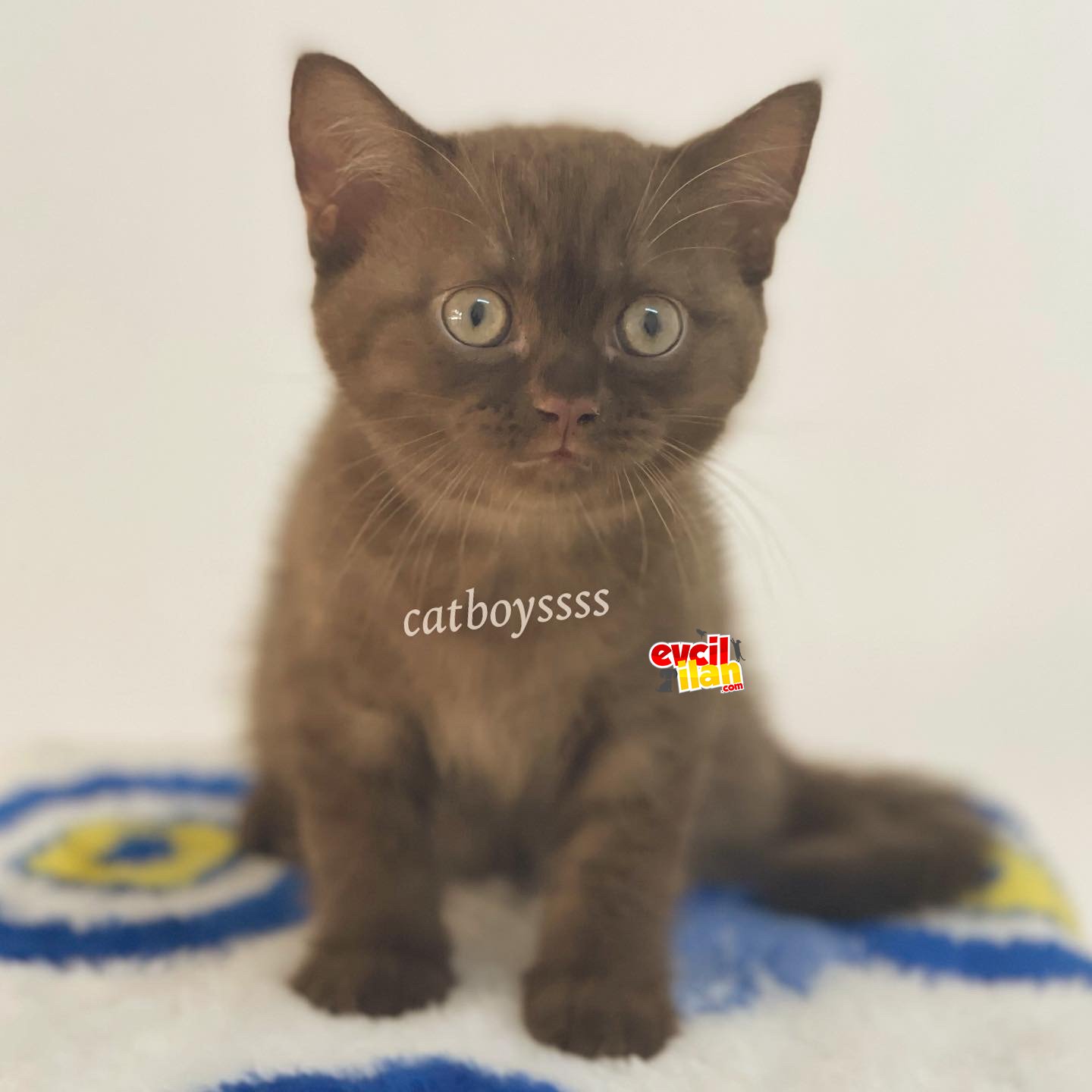 Çikolata british shorthair erkek yavrumuz