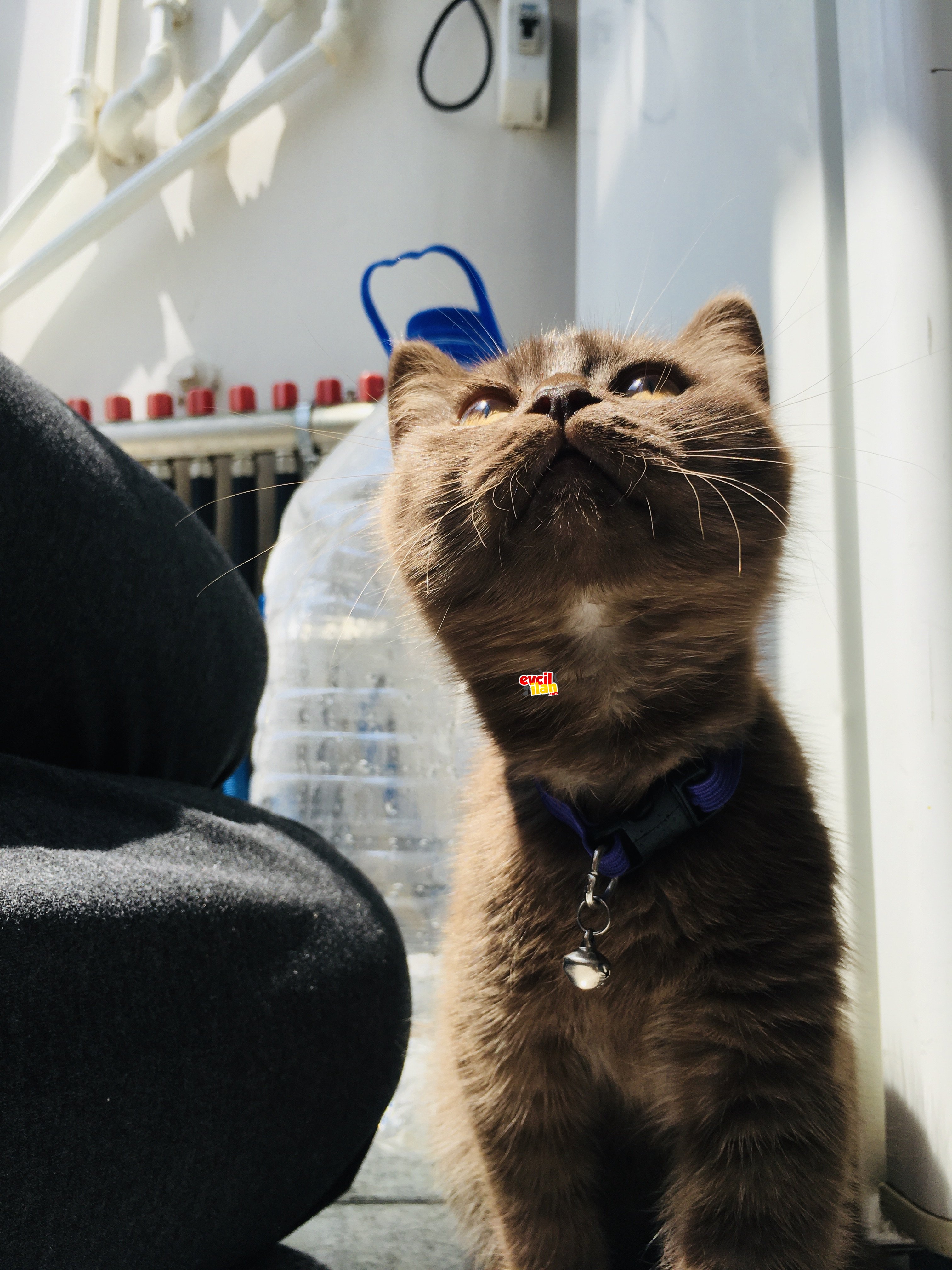 Çikolata British Shorthair 