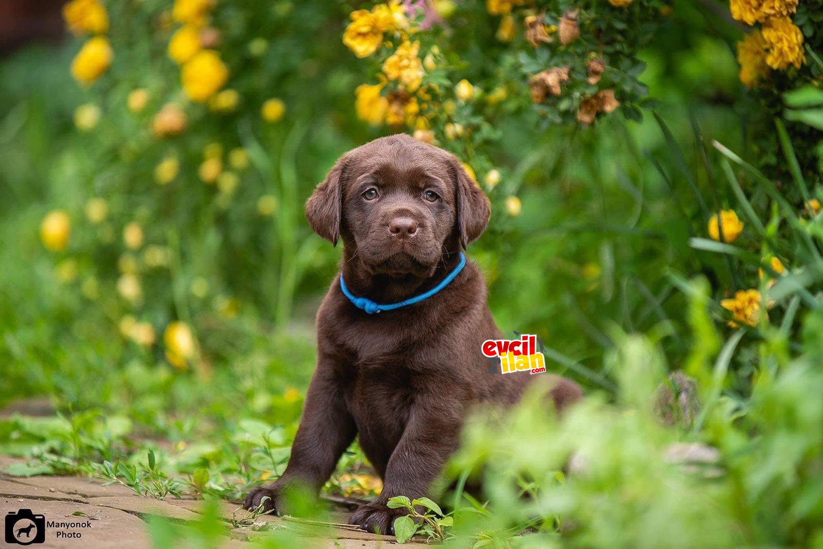 Cikolata Labrador Yavrularimiz