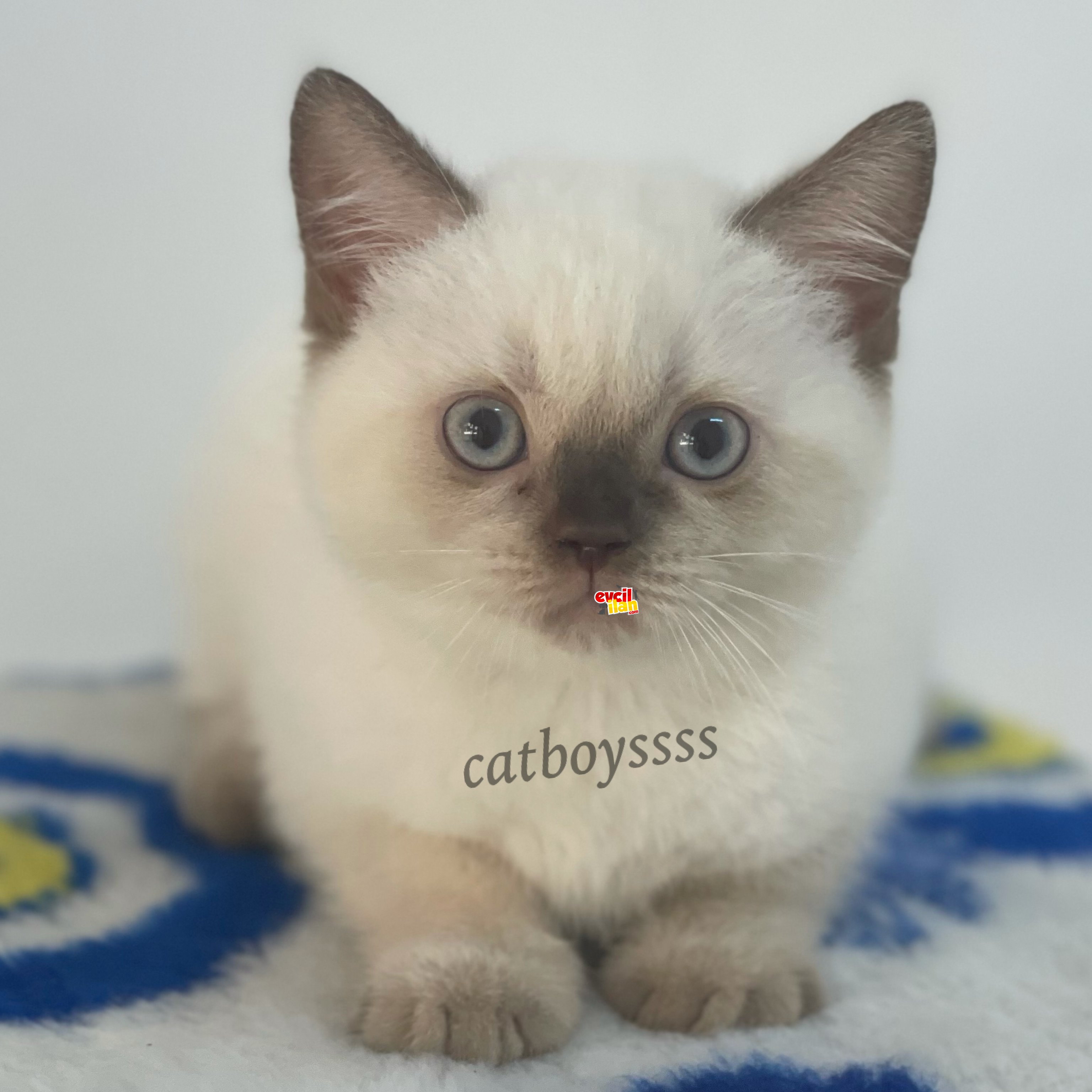 Çikolata point british shorthair erkek yavru 