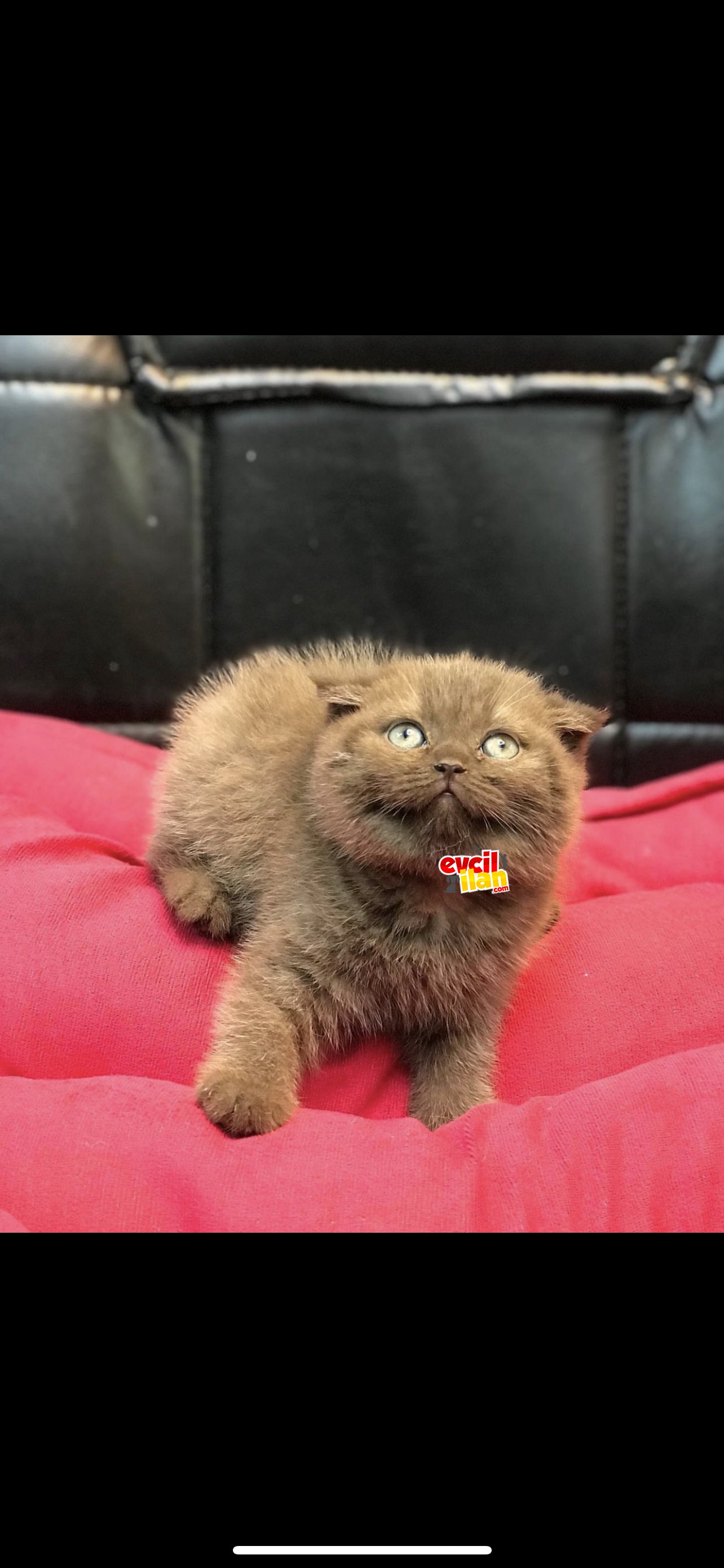 Çikolata scottish fold erkek yavrumuz