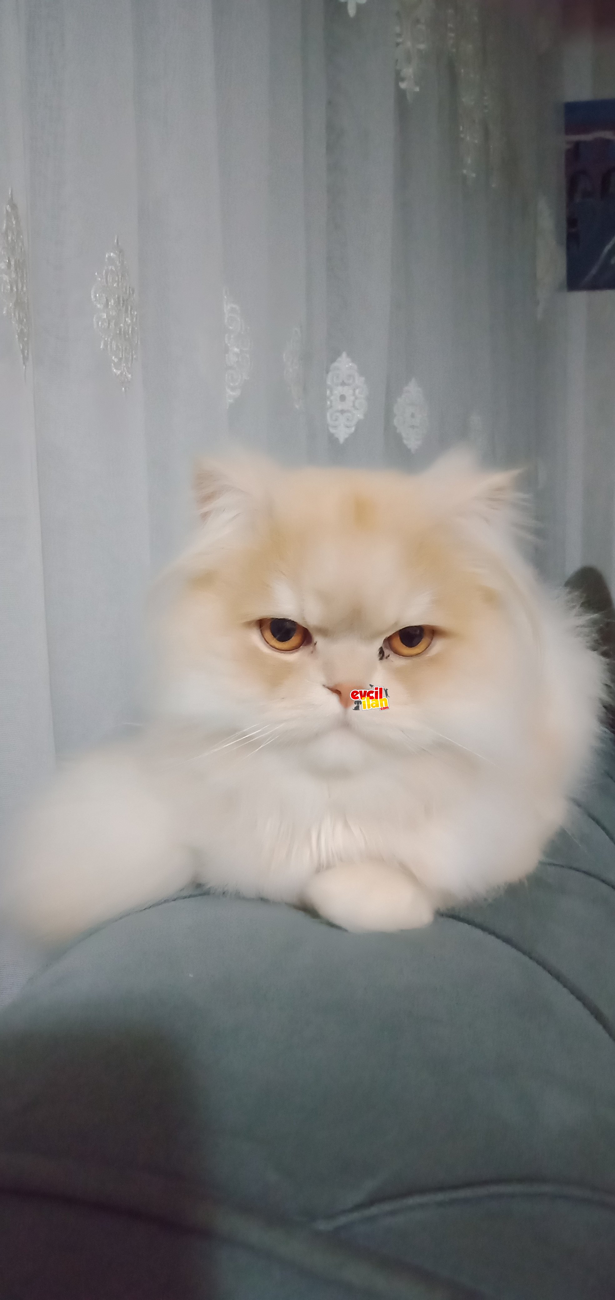 Cincilla cinsi iki yaşında kısır sahiplendirmek istiyorum
