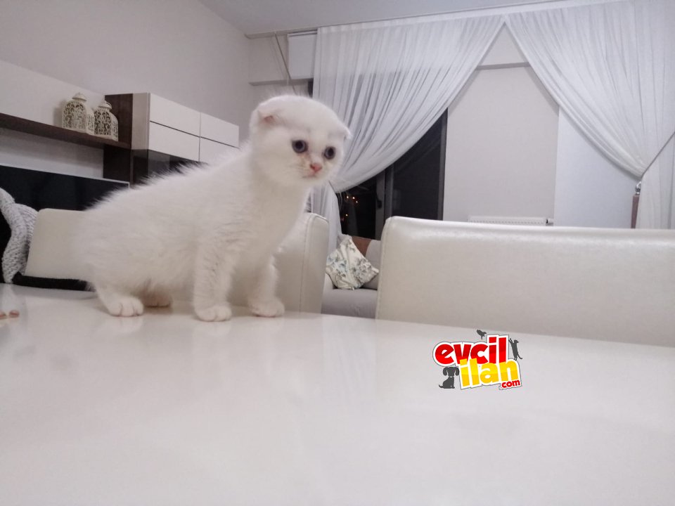 Cins anne babadan safkan yavrular