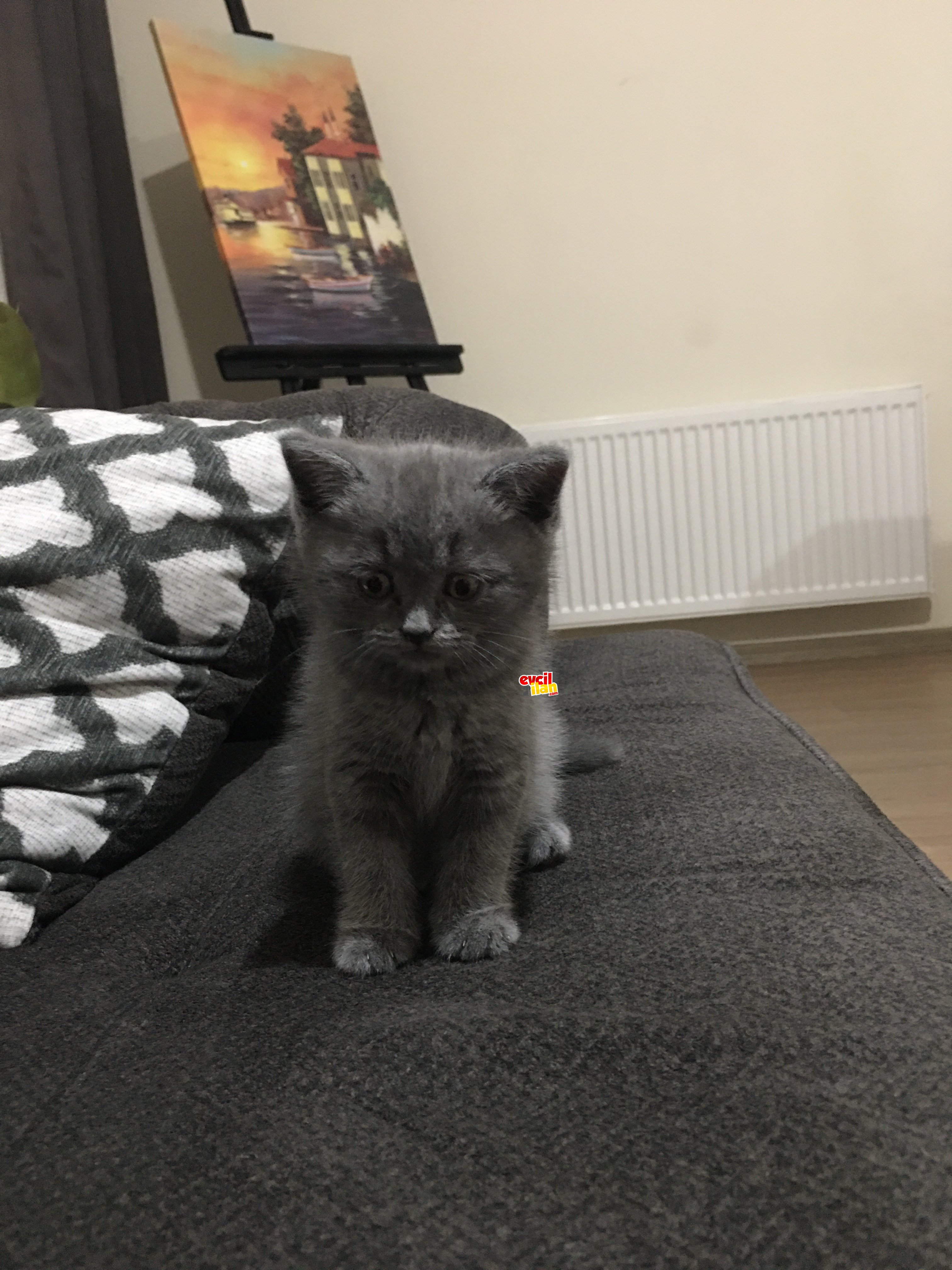 Cins Erkek Kedi