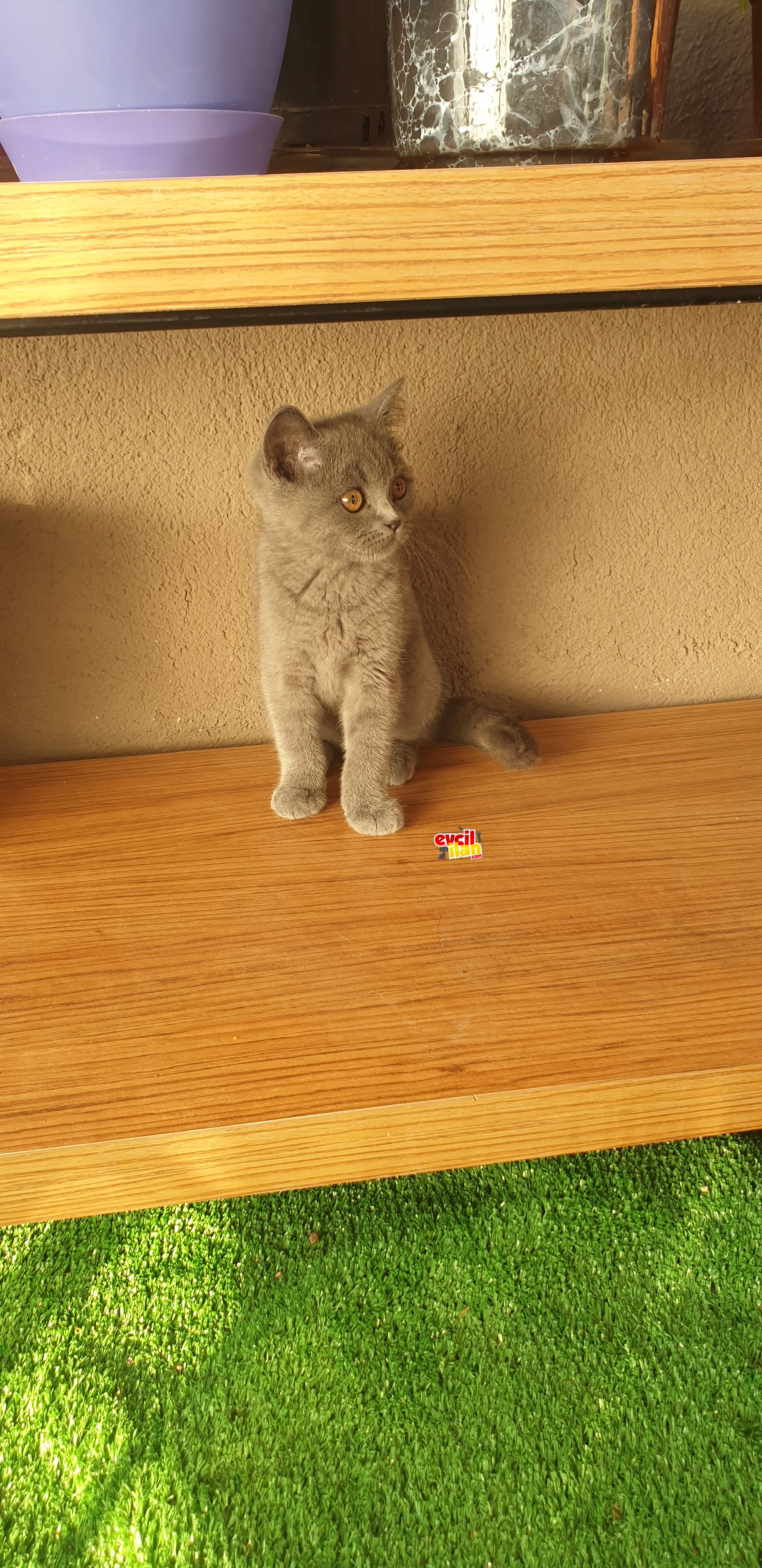 Cins kedi 