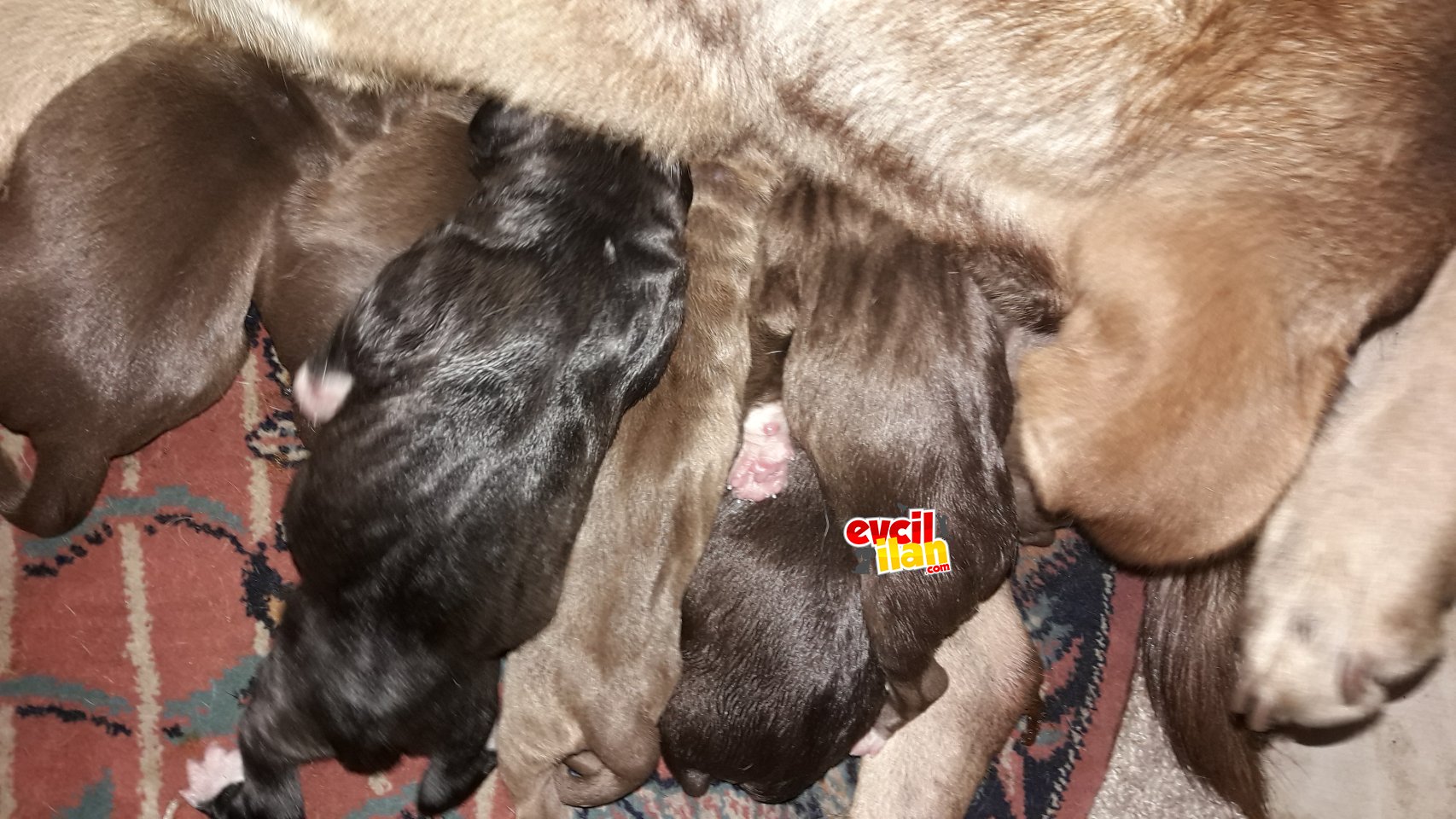 CİNS:Sokak köpeği 7 köpek,4 kız,3 erkek ücretsiz sahiplendiriyorum