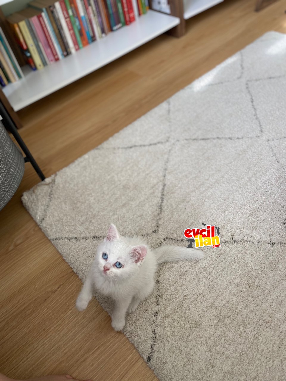 Cocuğunuza oyuncağa gerek yok. Bu yavru ona yeter????