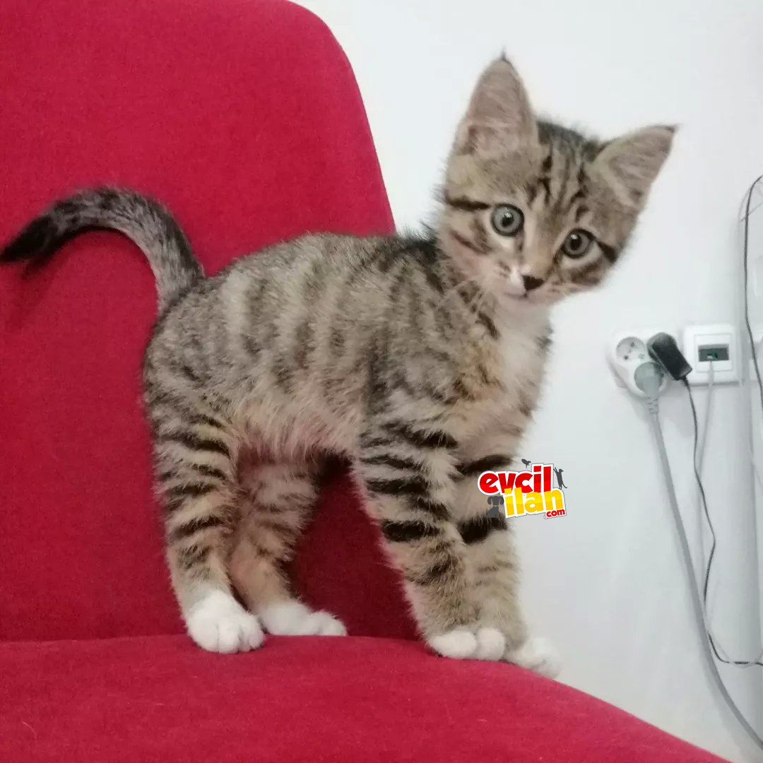 çok acil ankarada yuva arıyorum