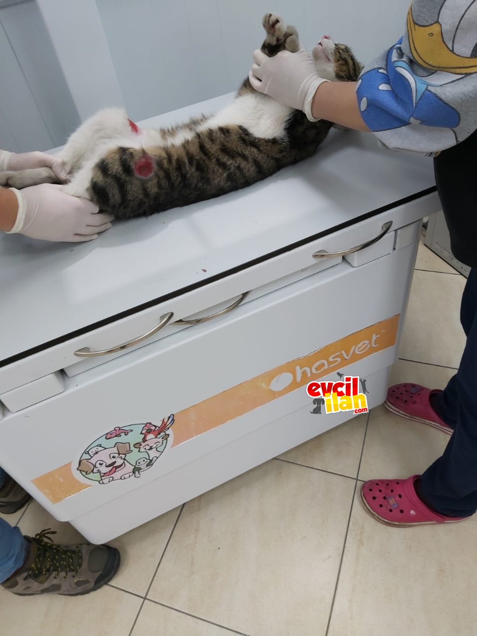 Çok acil klinikteki tekir kedi için yuva arıyoruz 