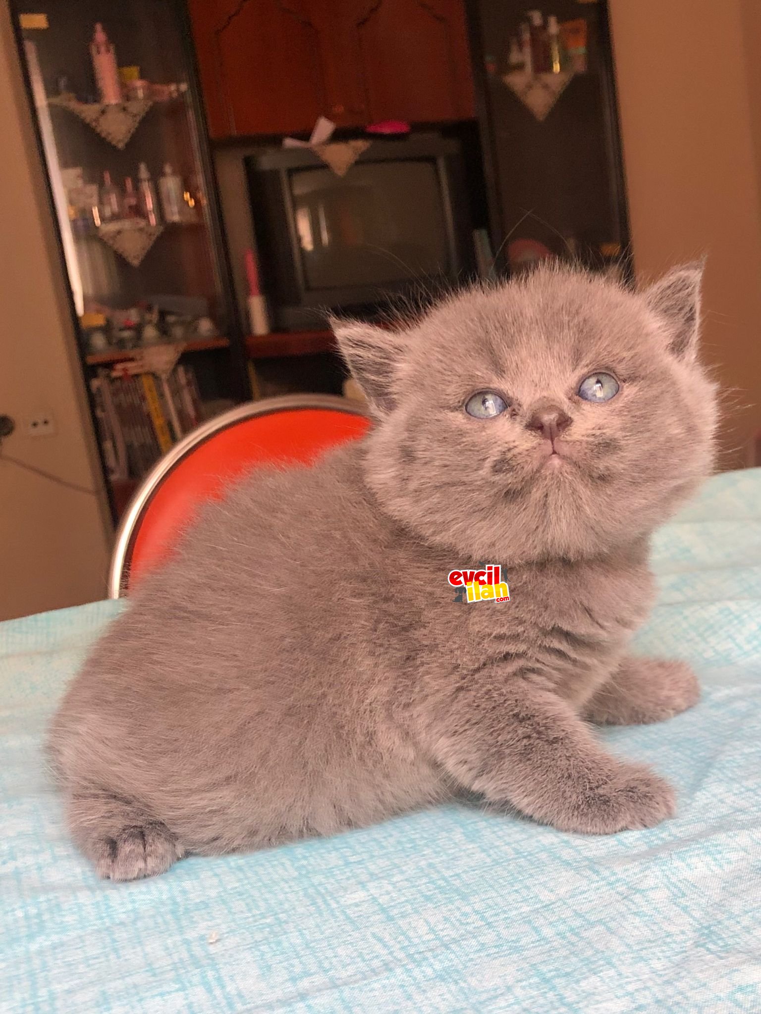 Cok acil sahiplenmek istiyorum 