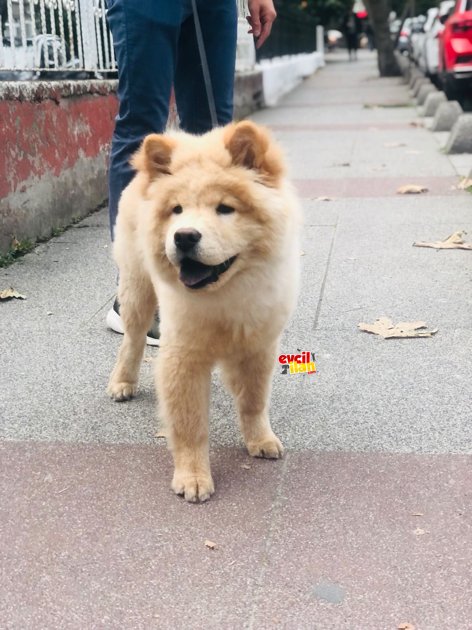 Çok acil ve belirli sebeplerden dolayı 