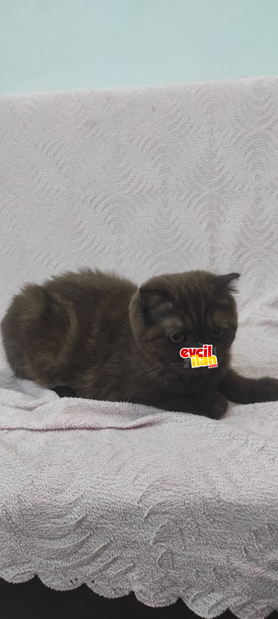 Çok akıllı çok sevimliler