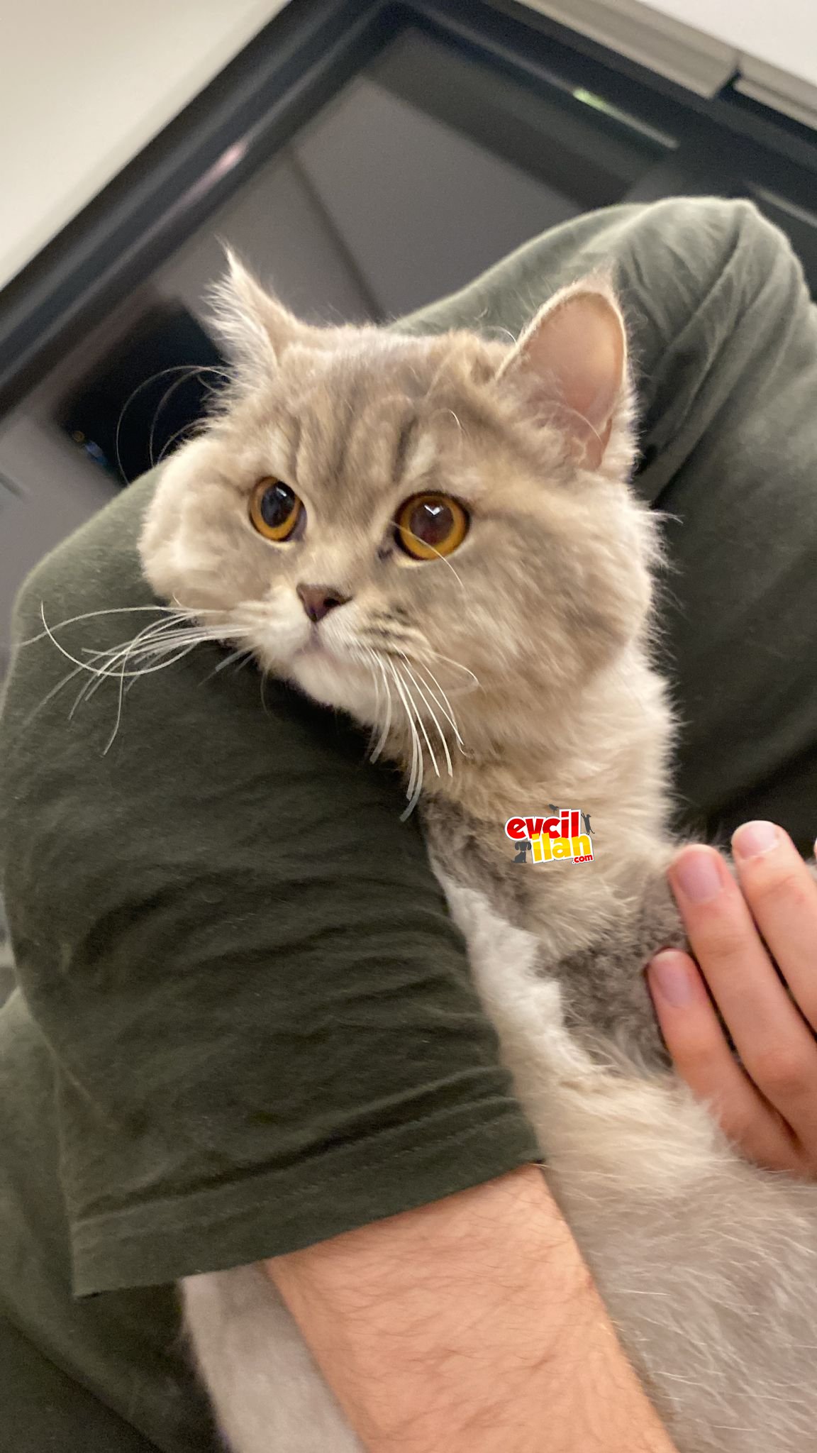 Çok akıllı minnoş acil kısır değil 