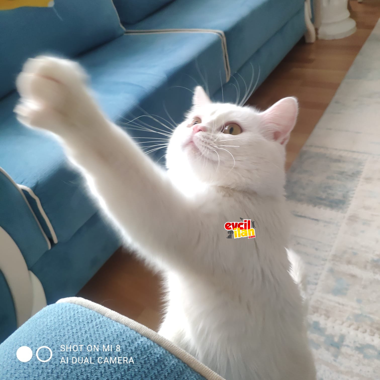 çok eğlenceli bir hayat arkadaşı 