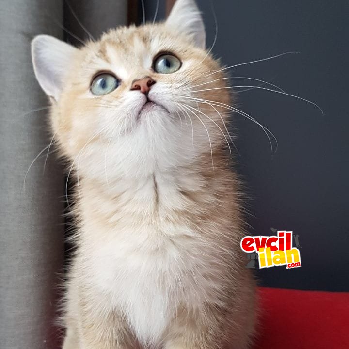Çok ender ay25 golden bebek