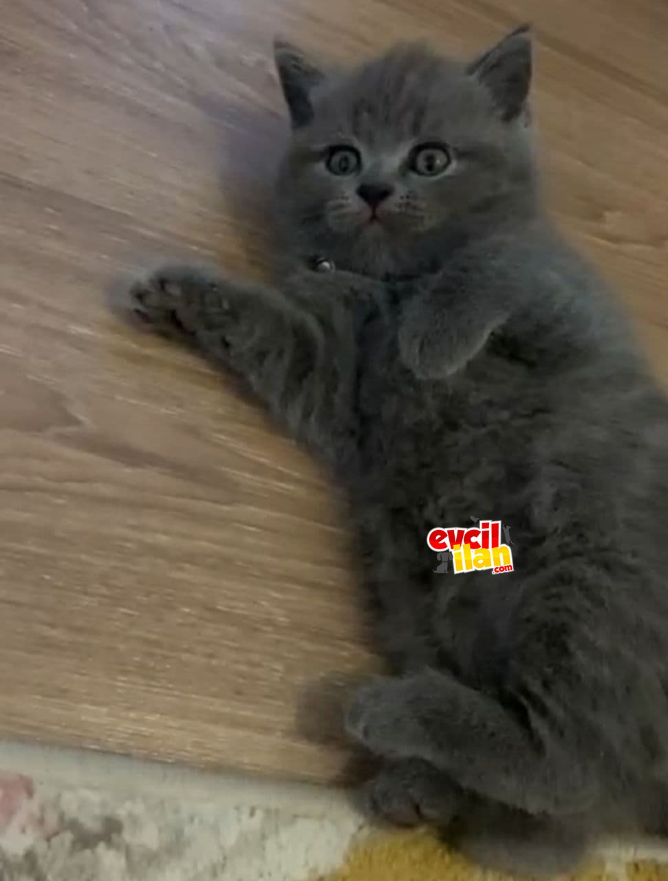 Çok güzel dişi British shorthair