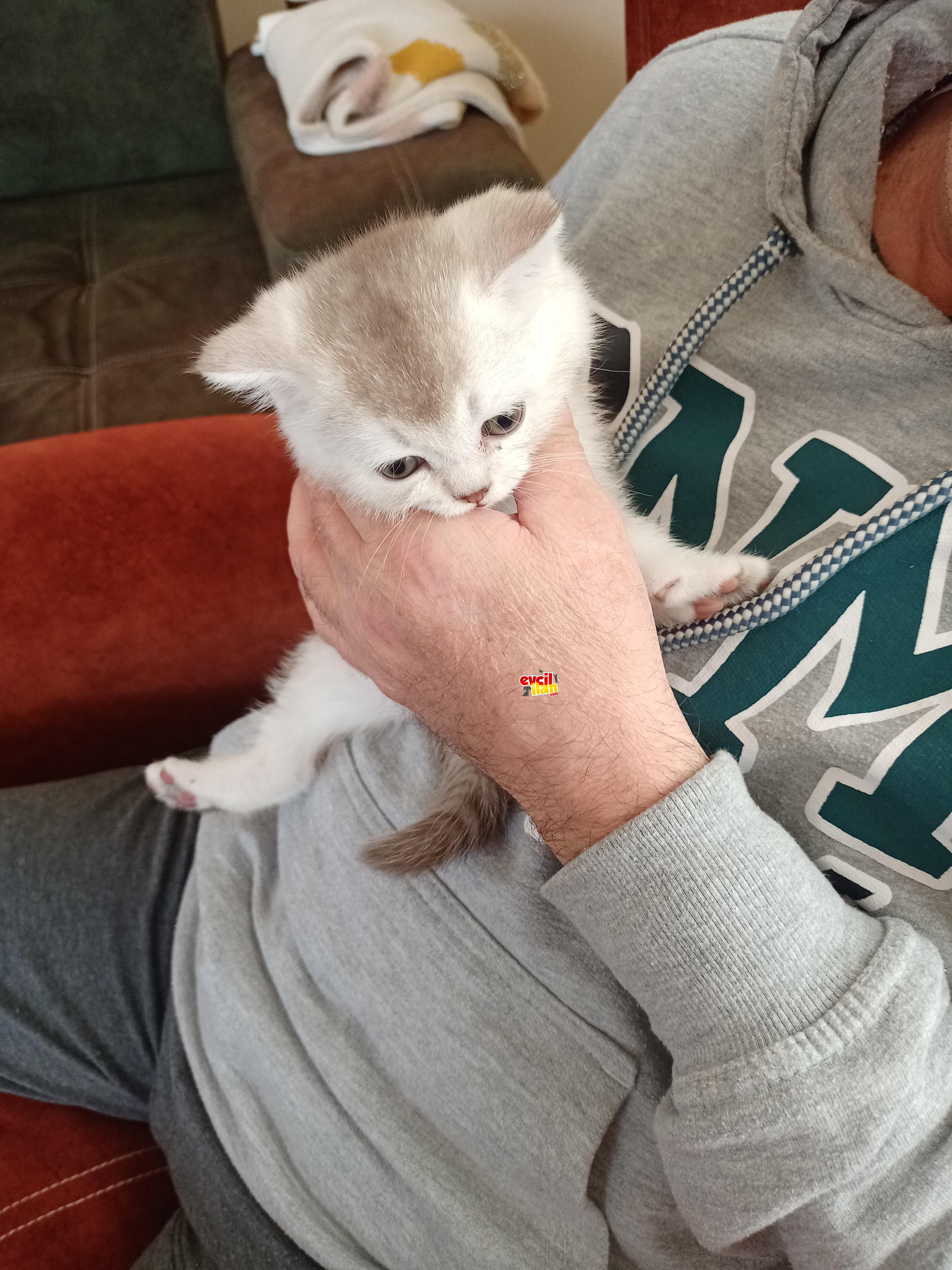 Çok kaliteli orijinal yavrular 