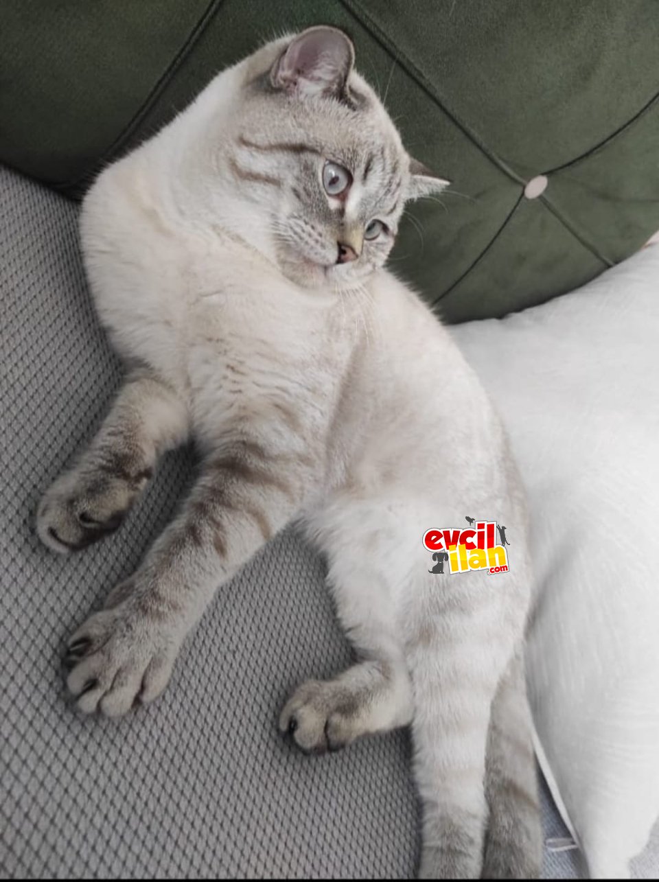 Çok masum ve çok tatlı 
