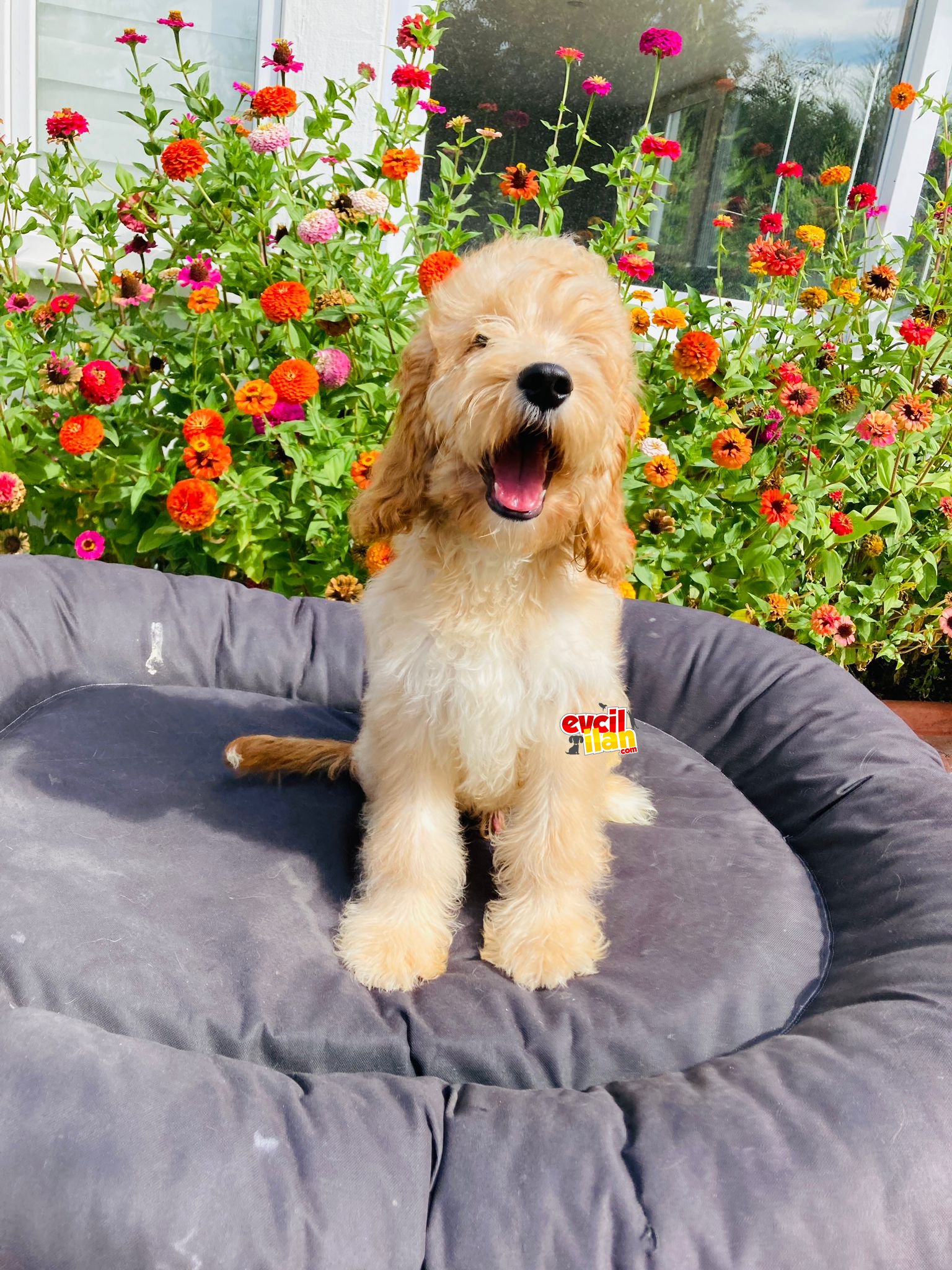 ÇOK NADİR GOLDENDOODLE YAVRUMUZ