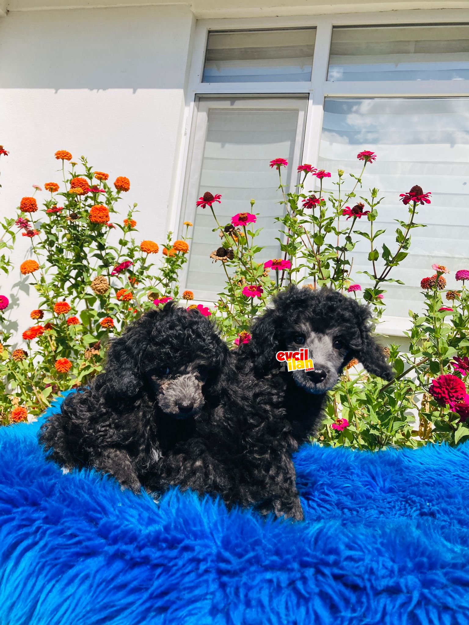 ÇOK NADİR SİLVER TOY POODLE YAVRULARIMIZ