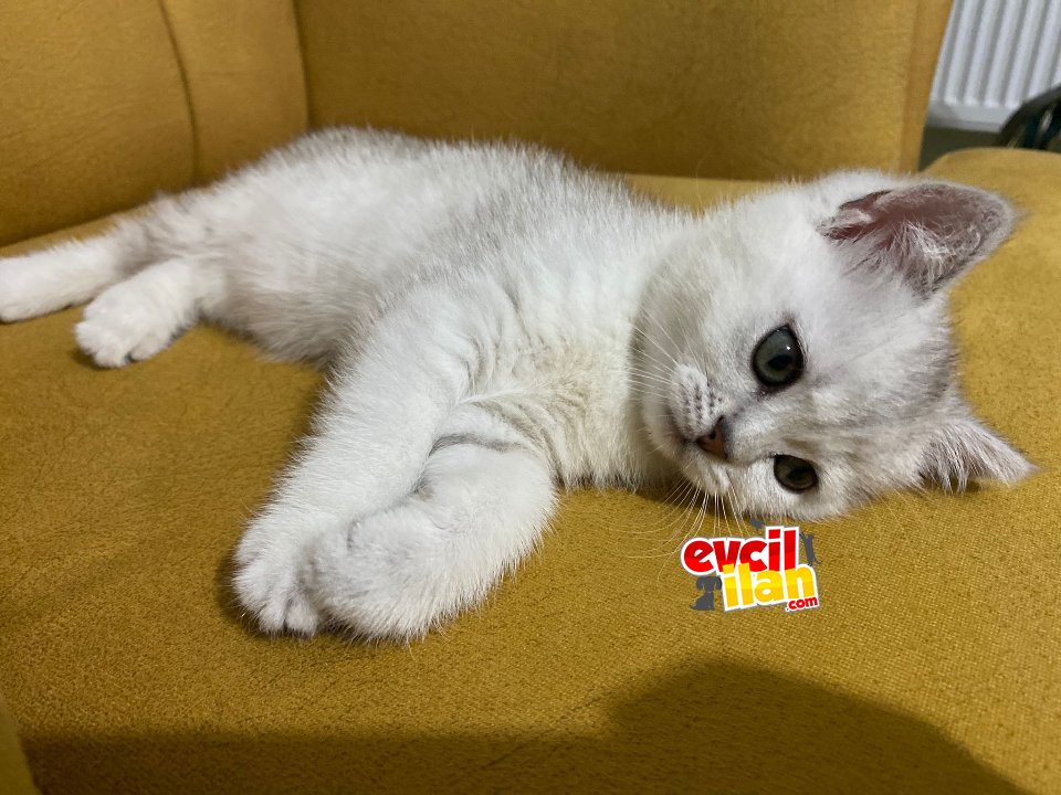 cok oyuncu briths shorthair