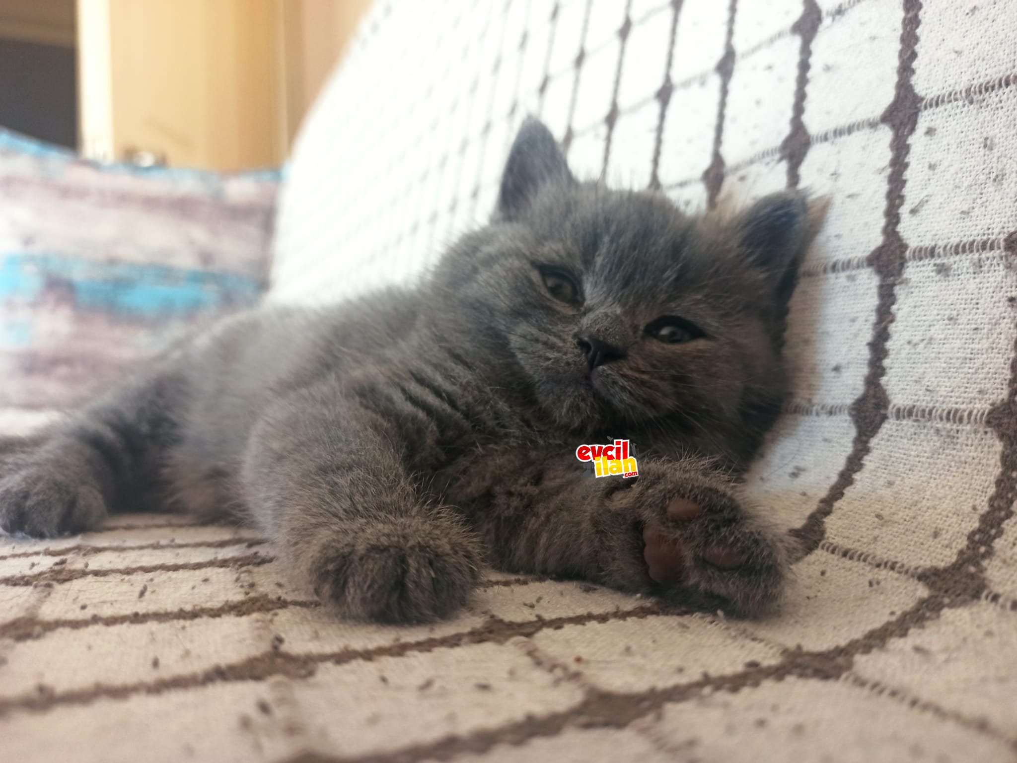 Çok oyuncu erkek britishshorthair yavru 