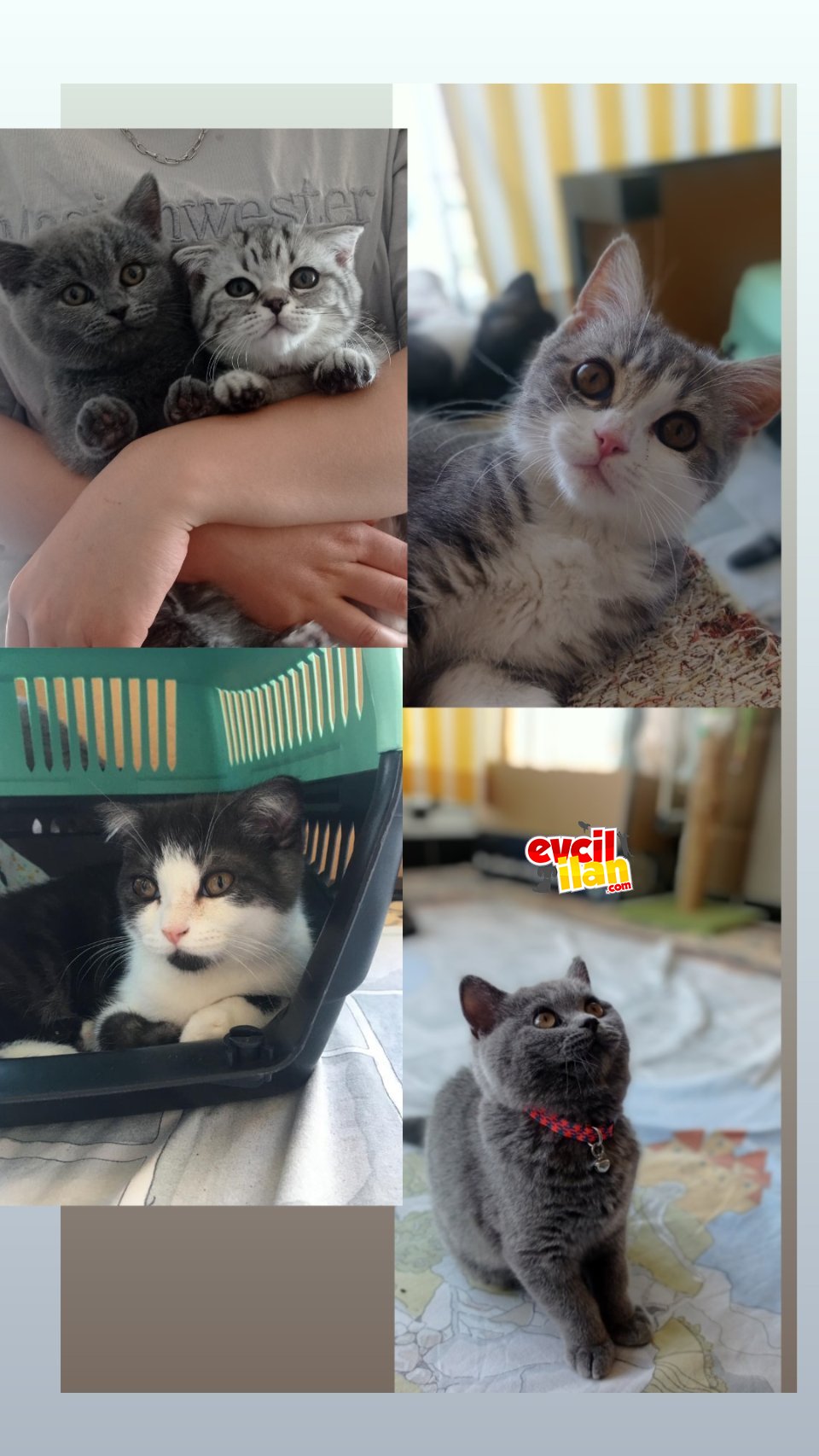 Çok oyuncu uysal