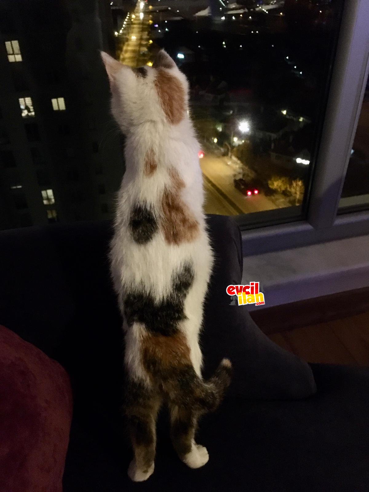 Çok oyuncu ve cana yakın sevgi yumağı