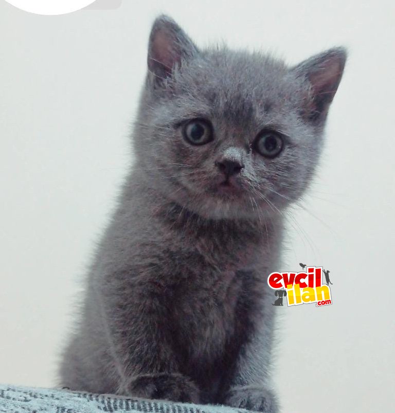 Çok oyuncu,sevimli,insan canlısı kızımız yuvasını arıyor