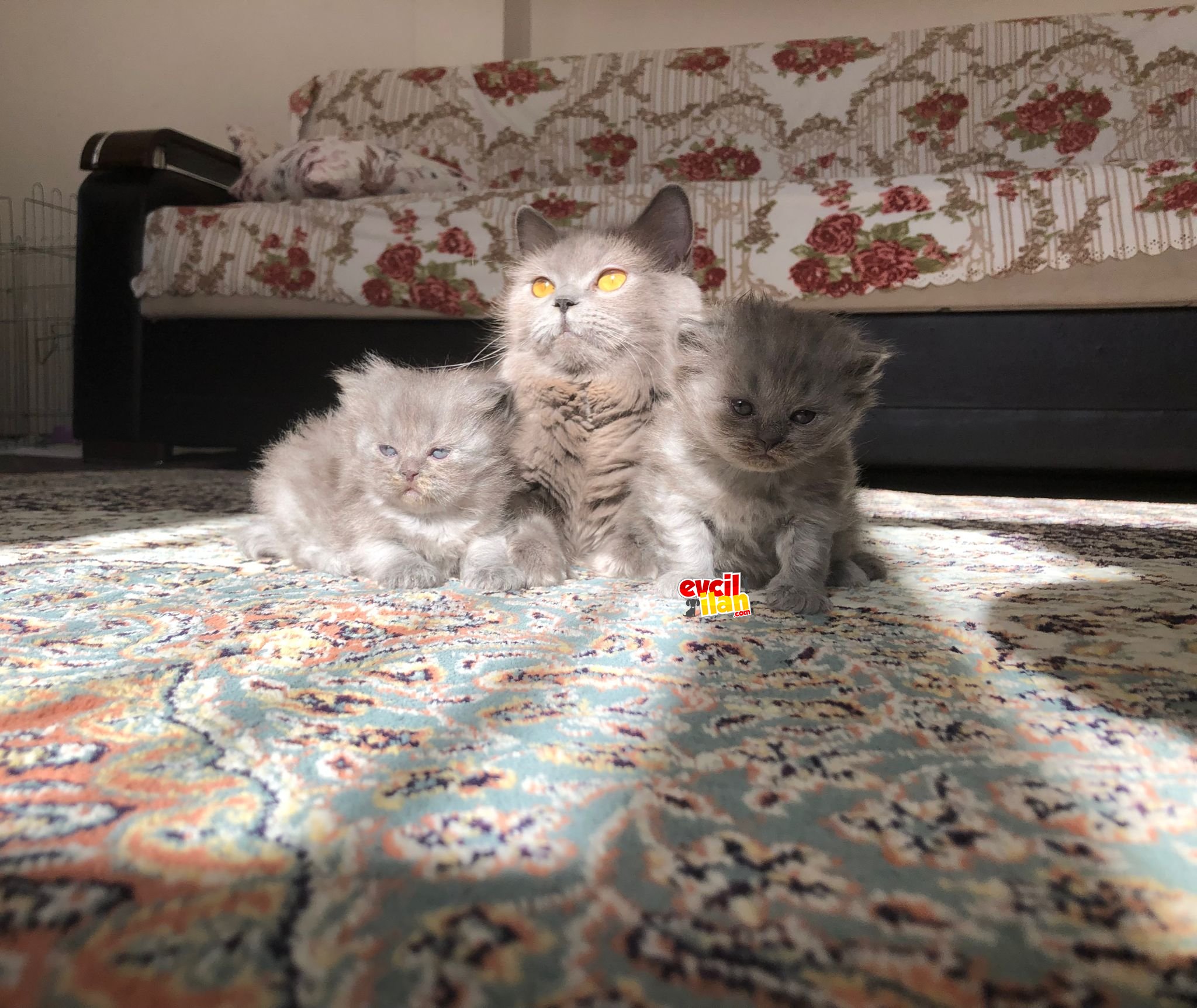 Çok sağlıklı eğitimli British longhair yavrularımız.