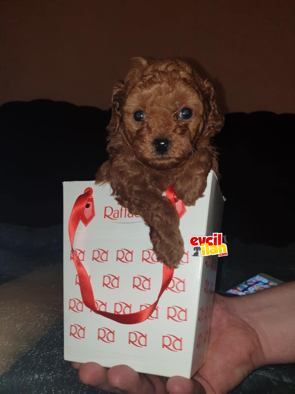 ÇOK SEVİMLİ POODLE YAVRULAR