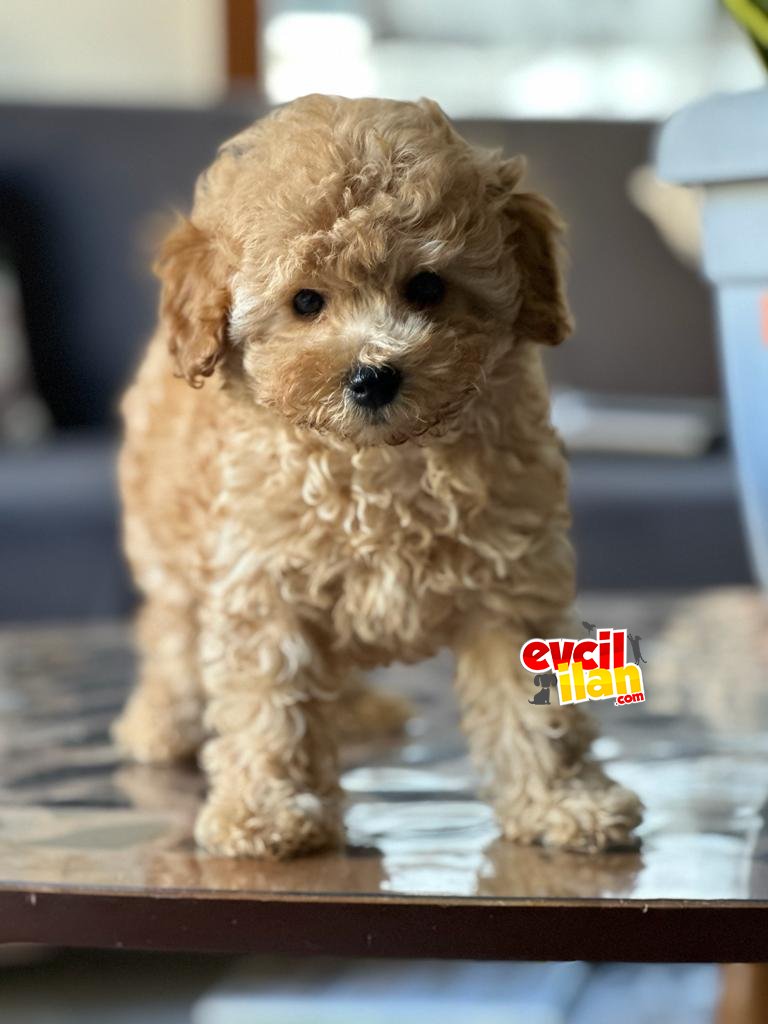 ÇOK SEVİMLİ POODLE YAVRULAR