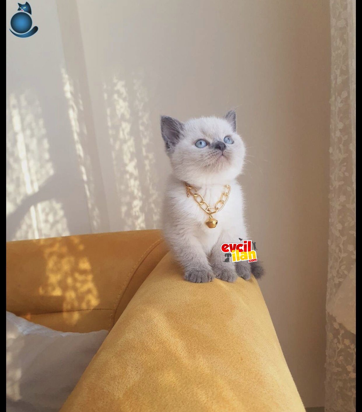 Çok tatlı 3 aylık erkek british shorthair
