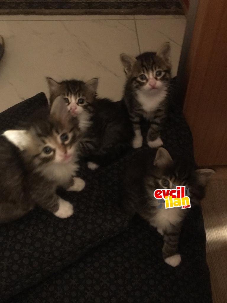 Çok tatlı bir buçuk aylık yavru kediler 