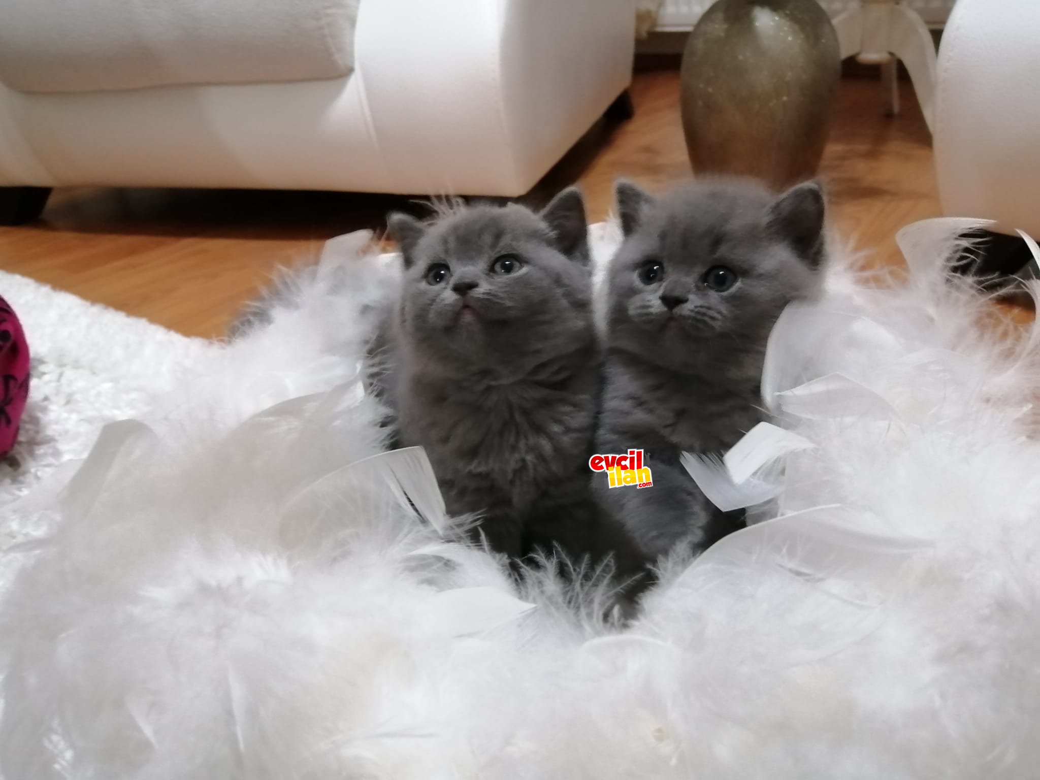 Çok Tatlı British Shorthair