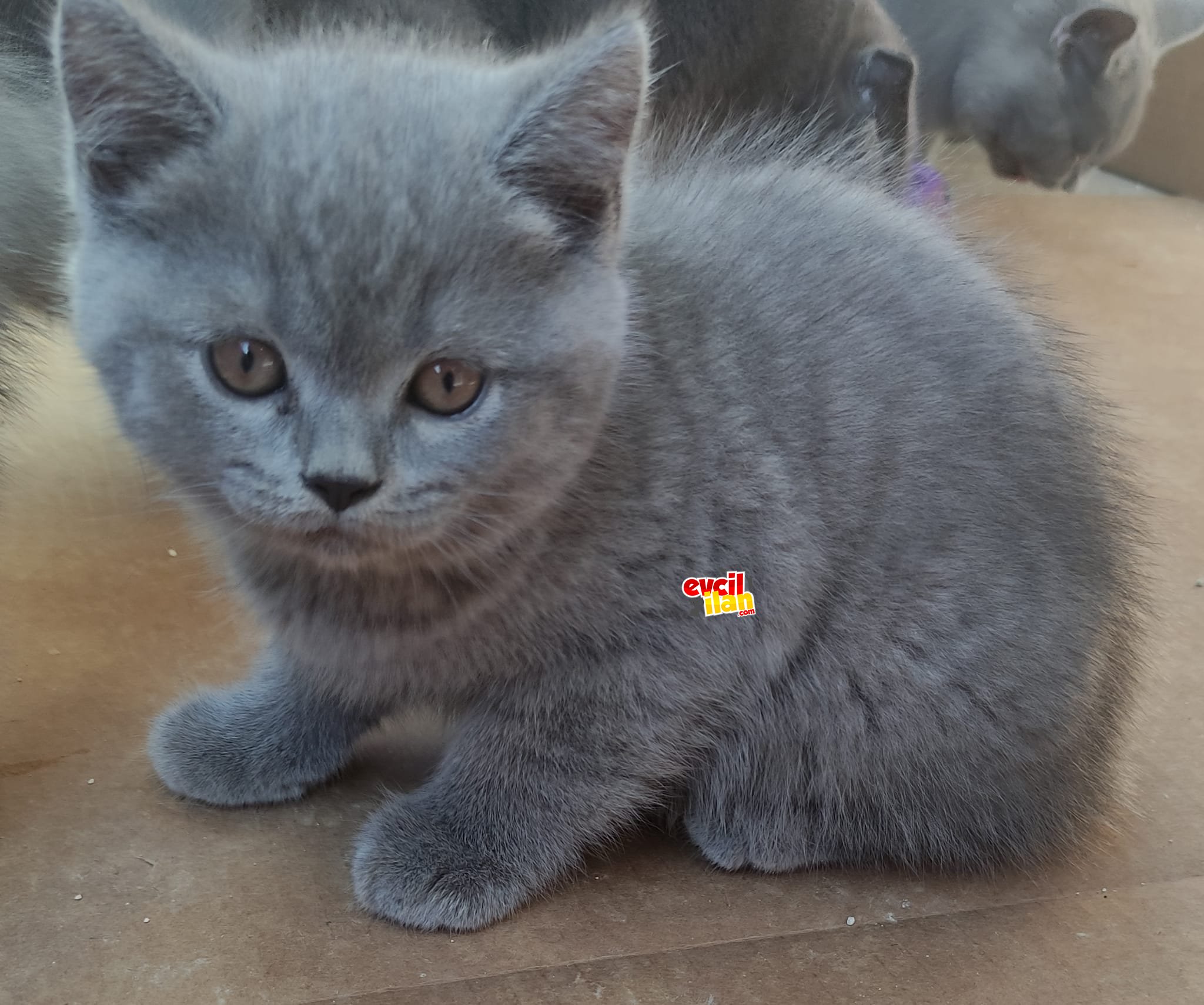 cok tatlı disi ve erkek yarularım sahiplendirilecektir