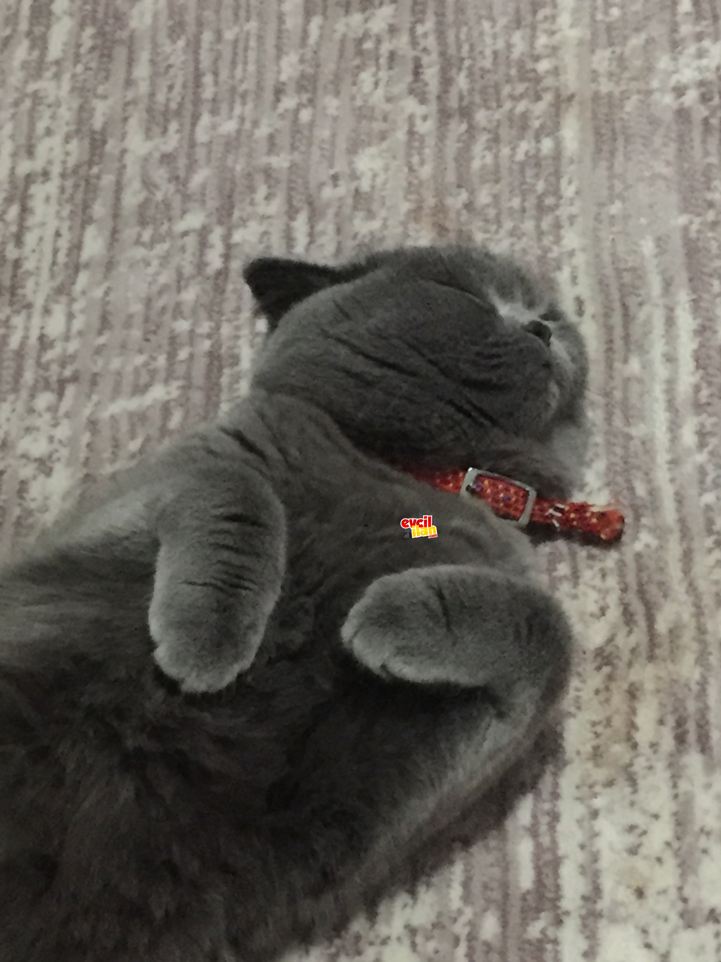 Çok tatlı sakin Harika uyumlu kedim