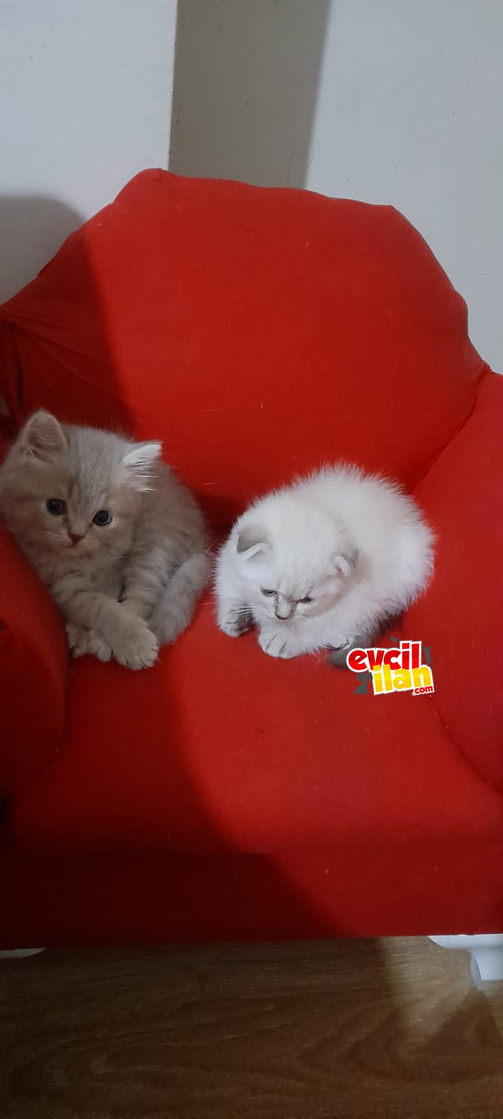 Çok tatlı yavrularımız