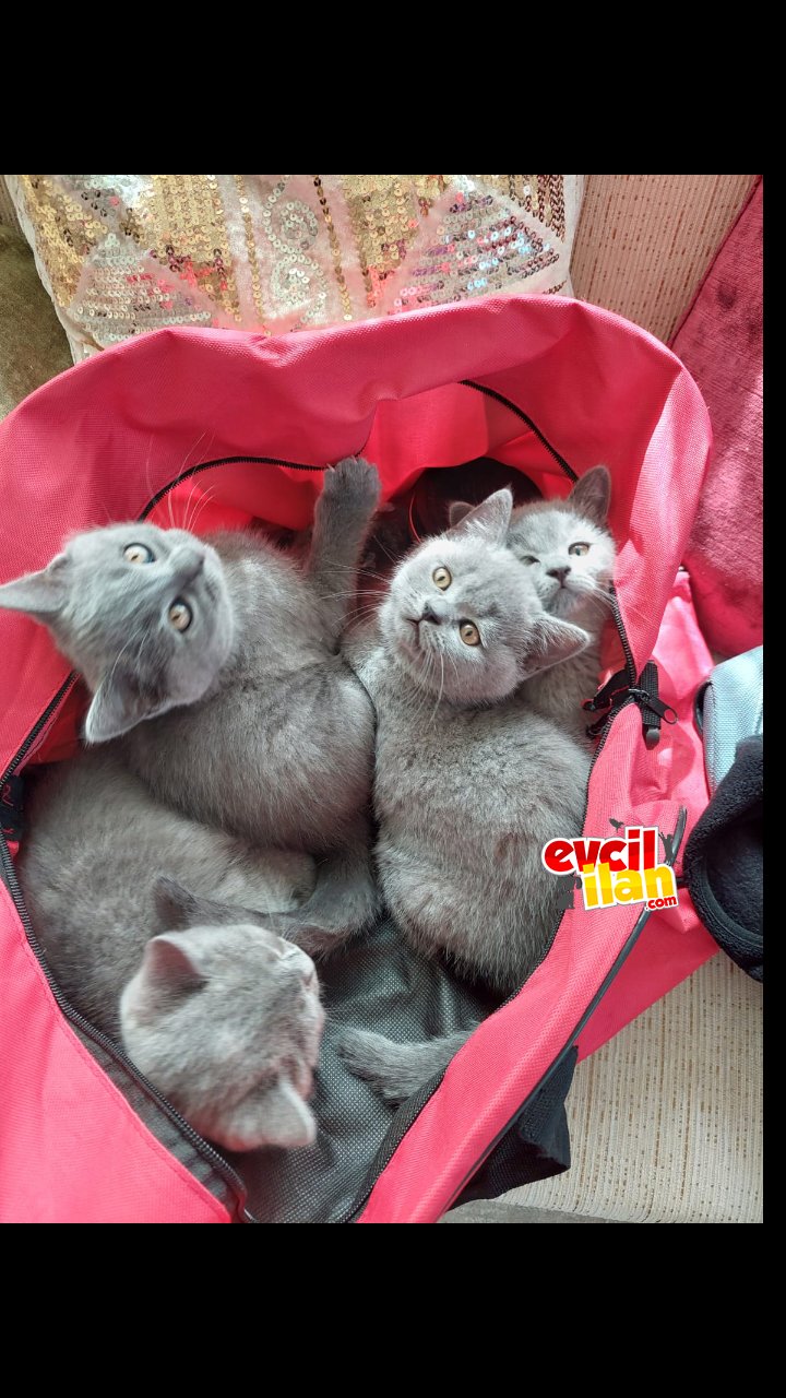 Çok tatlılar