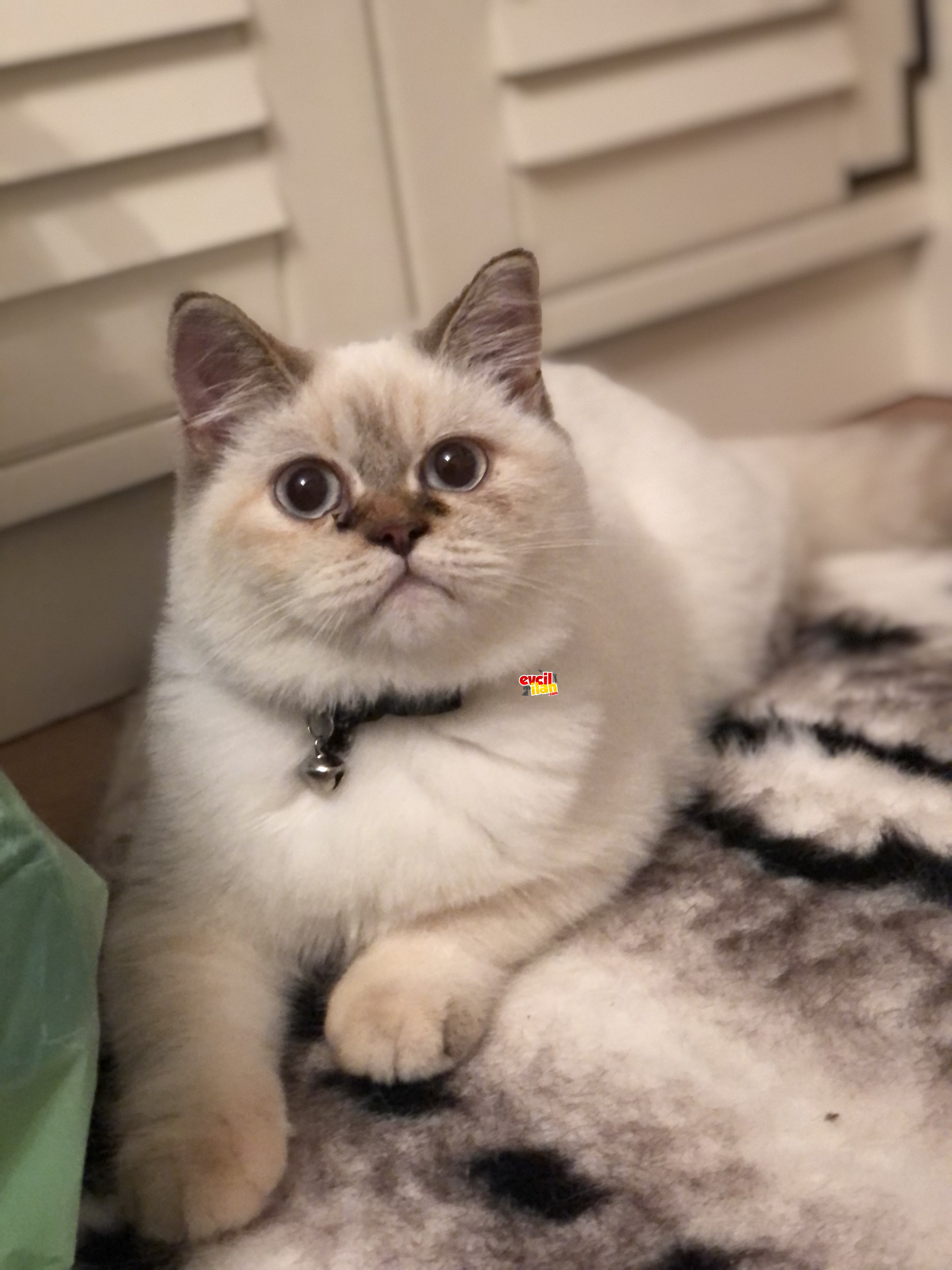 Çok uslu bir kedi ve çok sevilmeyi sever