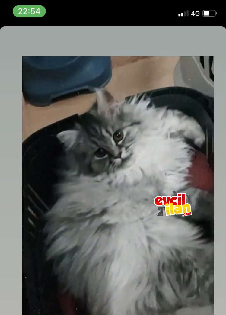 Çok uslu sevgi yumağı bir kedi pablo????