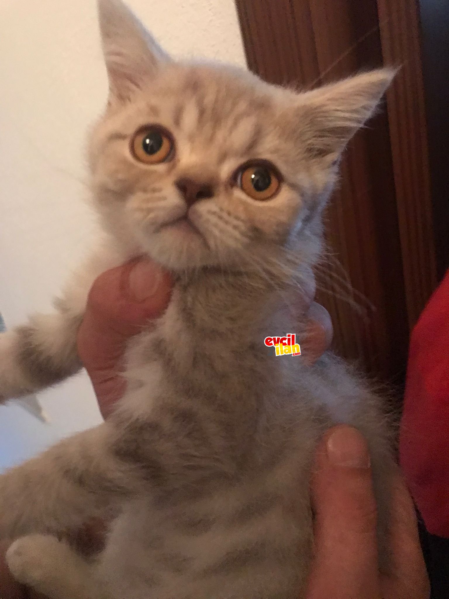 Çok uslu ve çok sevimli kedimize yuva arıyoruz ????