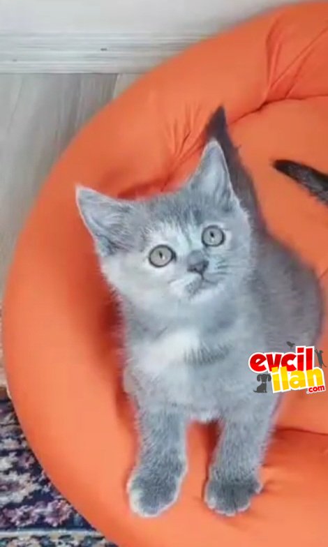 Çok uyguna görüşülür 