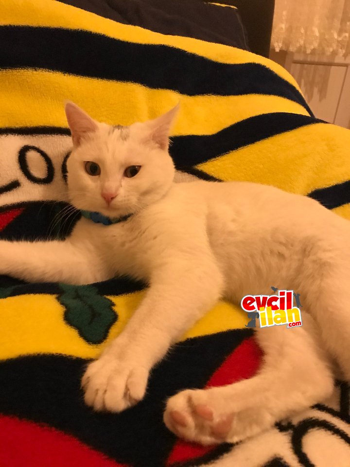 çok uysal ankara kedisi ilgilenenler mesaj