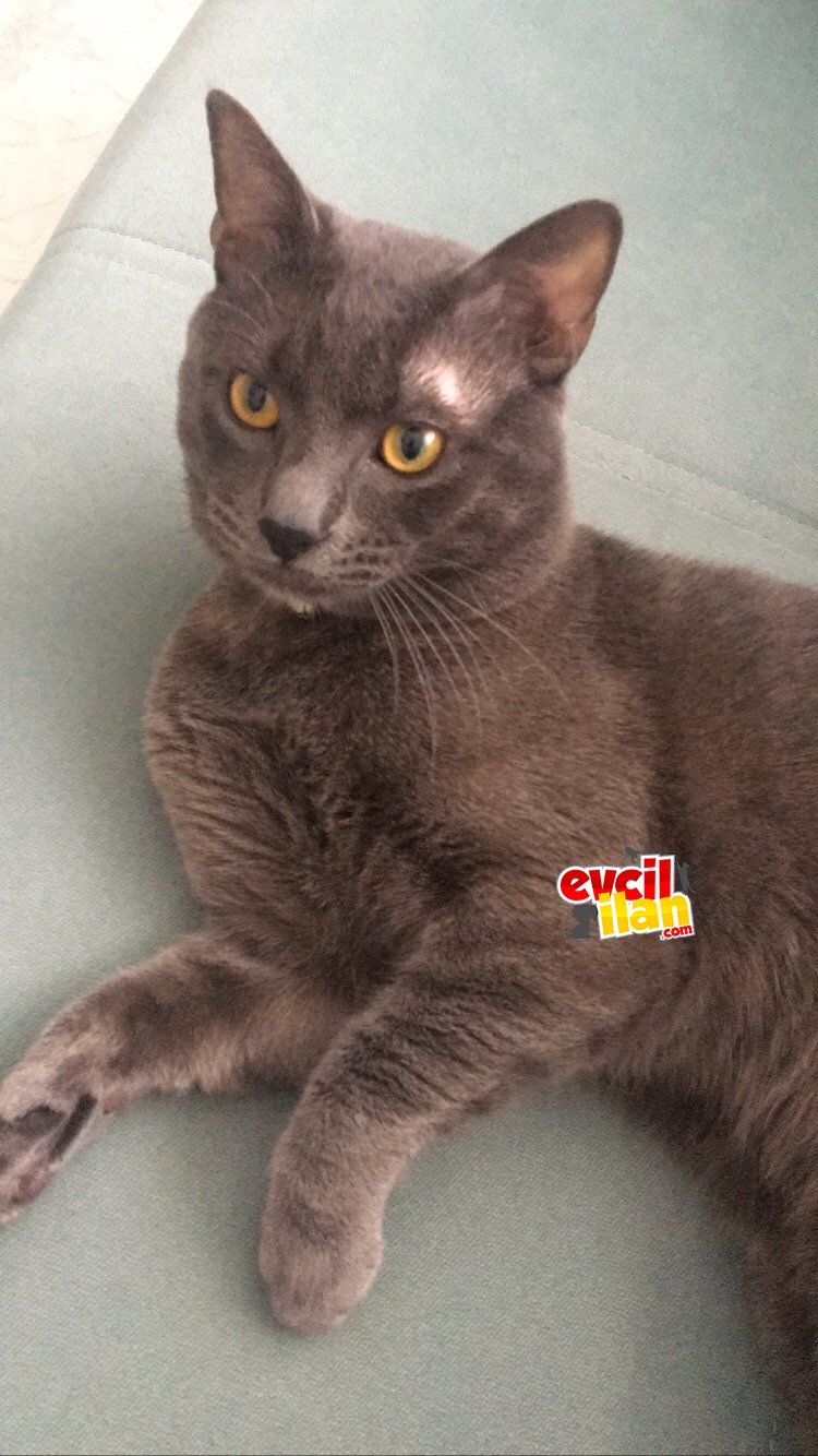Çok uysal british shorthair kedi 