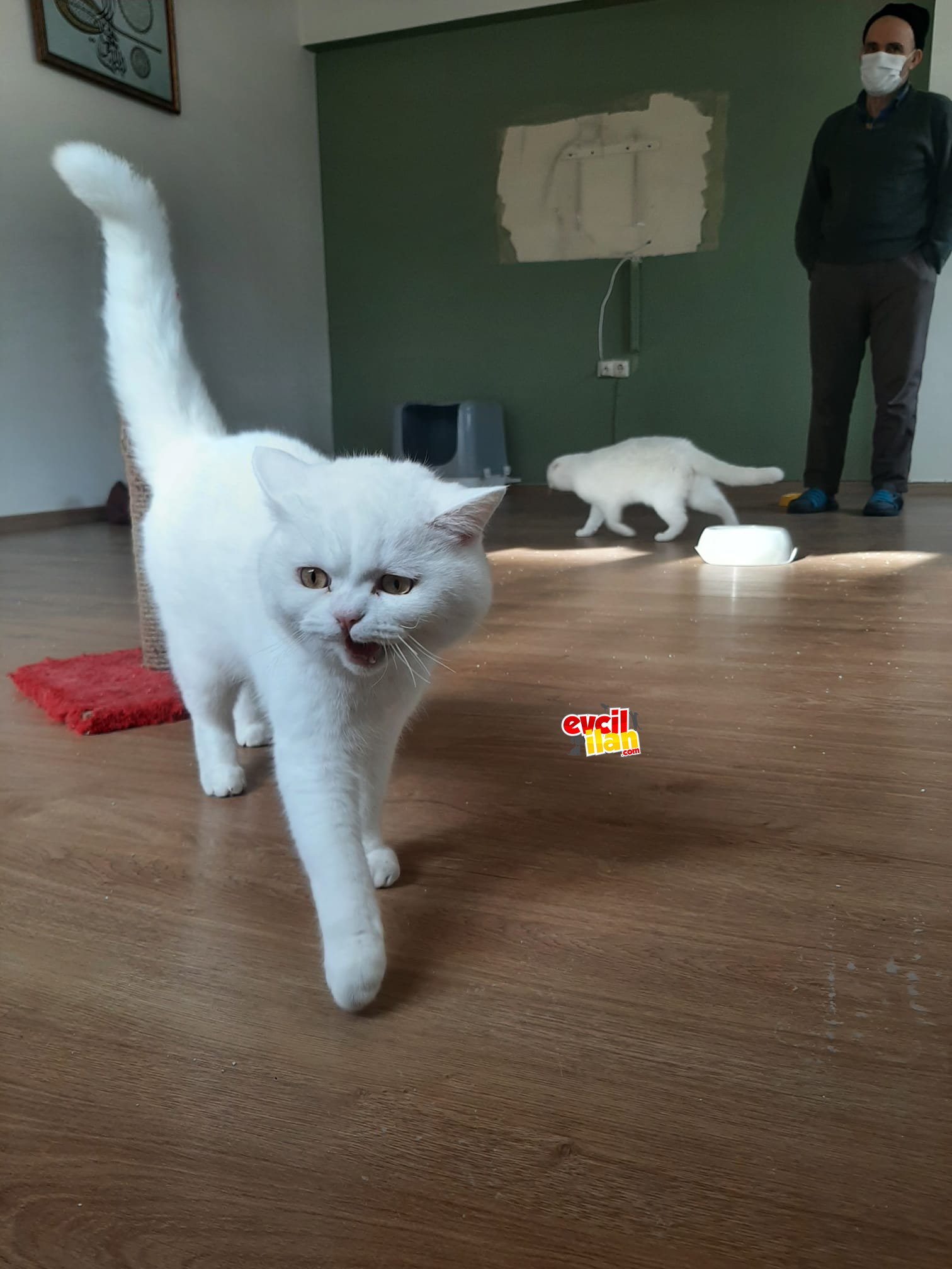 ÇOK UYSAL KEDİMİZİ SAHİPLENDİRİYORUZ