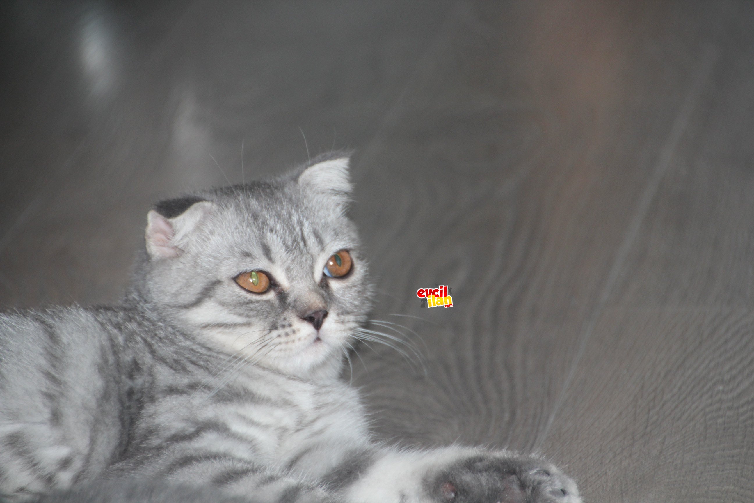 ÇOK UYSAL VE KENDİLERİNİ SEVDİRMEYİ İYİ BİLİYORLAR